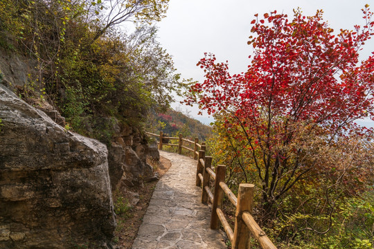 淄博潭溪山秋天红叶风景