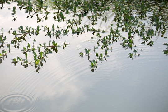 水草