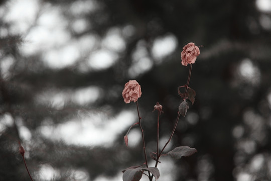 寒冬的月季花