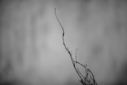 黑白枯枝