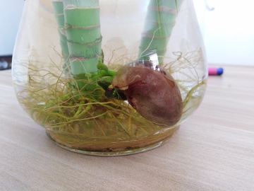 芽 嫩芽 水培 观赏植物