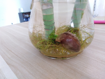 芽 嫩芽 水培 观赏植物