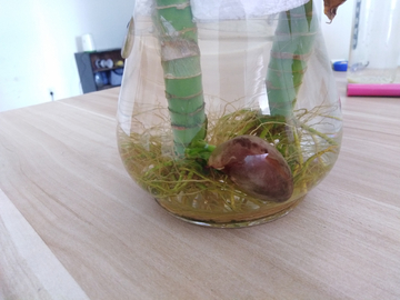 芽 嫩芽 水培 观赏植物