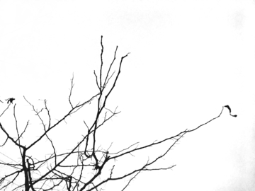 黑白背景树枝纹理