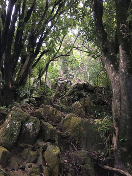 梧桐山百年古道