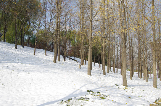 陕西西安大唐芙蓉园雪景