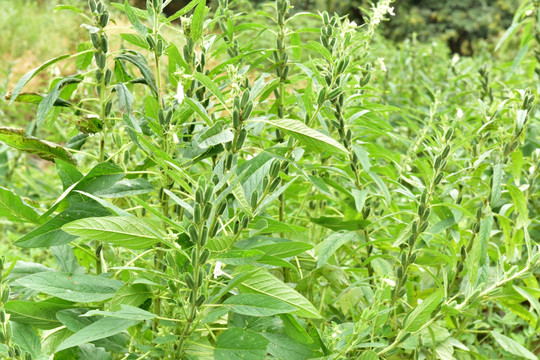 芝麻种植