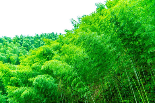 绿竹林