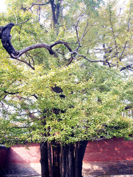 颐和园的百年古树