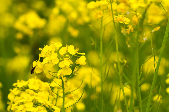 广西百色乐业油菜花微距