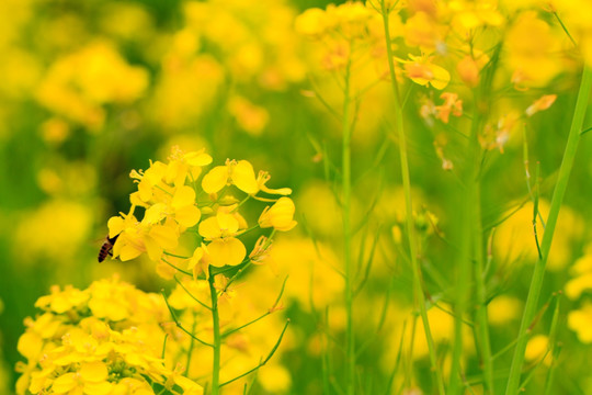 广西百色乐业油菜花微距