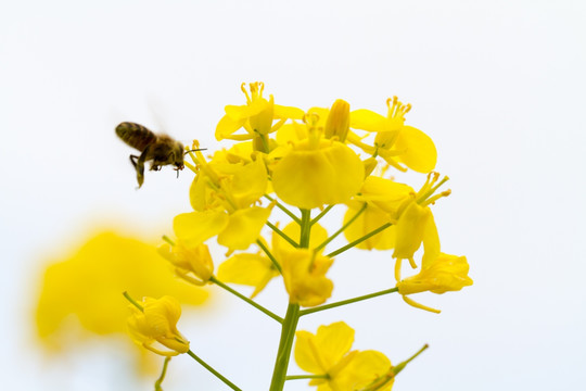 广西百色乐业油菜花微距