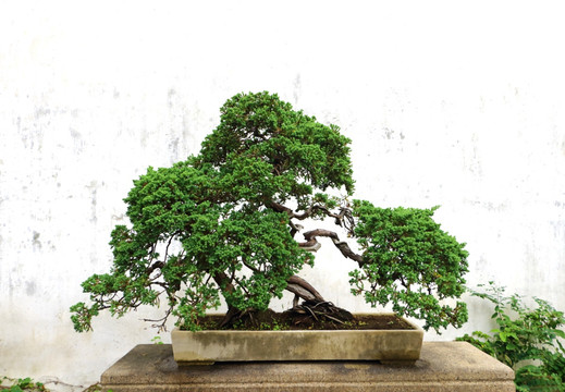 盆景