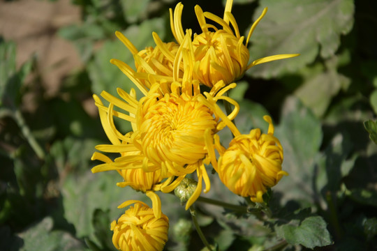 茶用菊花