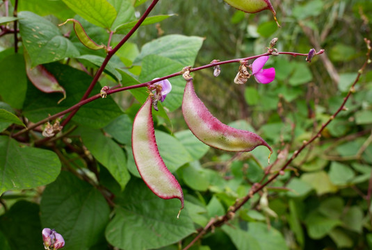 菜地扁豆