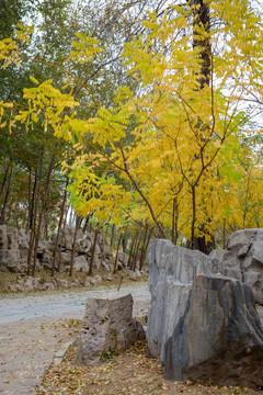 天津西沽公园