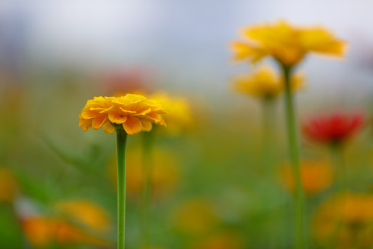 小菊花特写