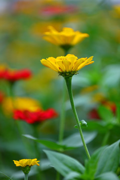 小菊花特写