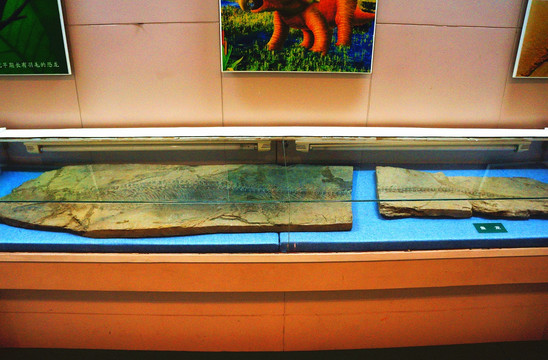 江西省博物院鱼龙化石