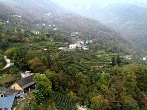 茶山茶园