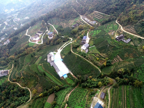 茶山茶园