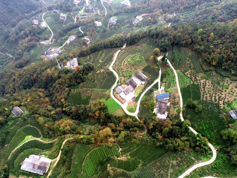 茶山茶园