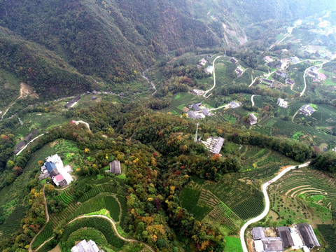 茶山茶园