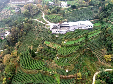 茶山茶园