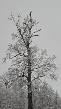 呼伦贝尔秋雪