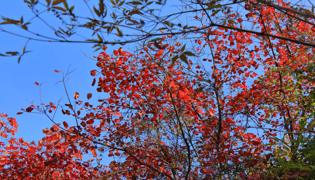 山野秋色