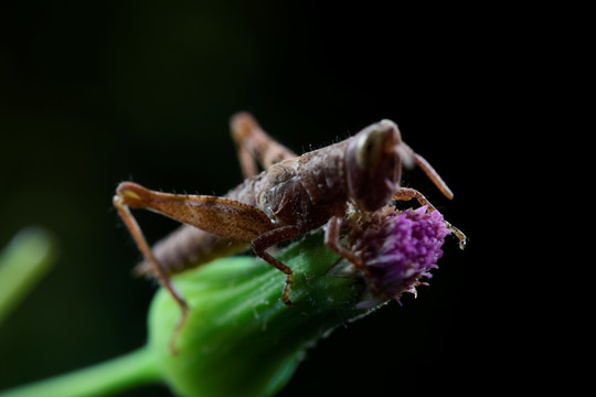蝗虫