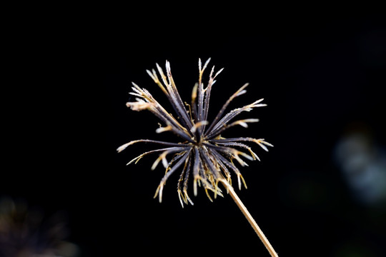野草