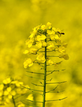 蜜蜂在油菜花上采蜜