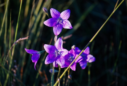 蓝铃花