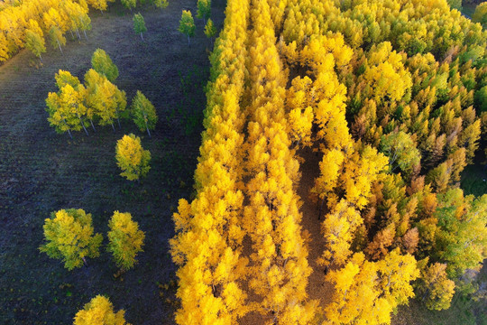 航拍秋日金色树林
