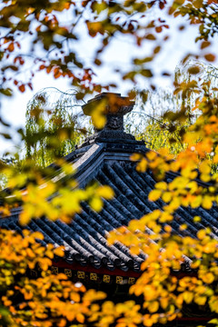 红叶