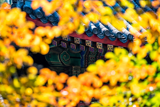 红叶