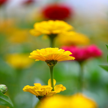 小菊花特写