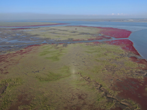 红海滩湿地航拍