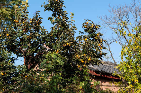 太阳沟风景