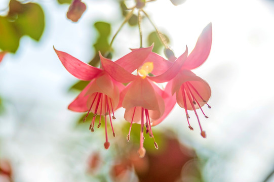 江苏无锡江阴嘉茂国际花鸟园