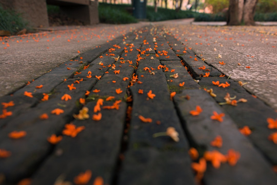 桂花树地面桂花