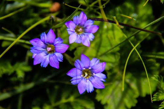 龙胆花