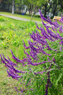 紫色鼠尾草花