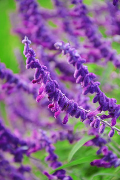 紫色毛茸茸花