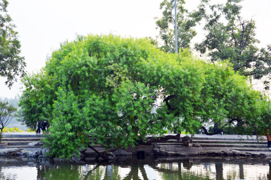 河边郁郁葱葱绿树