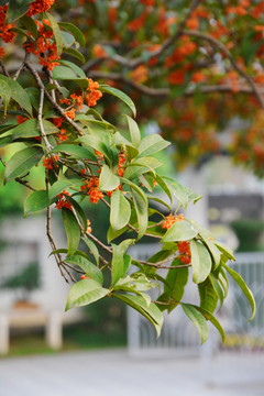 丹桂花枝