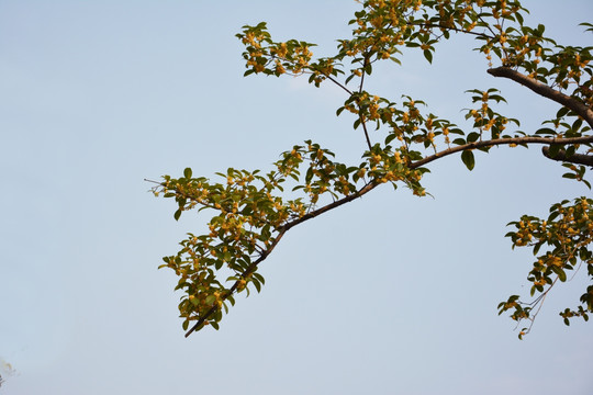 天空与桂花