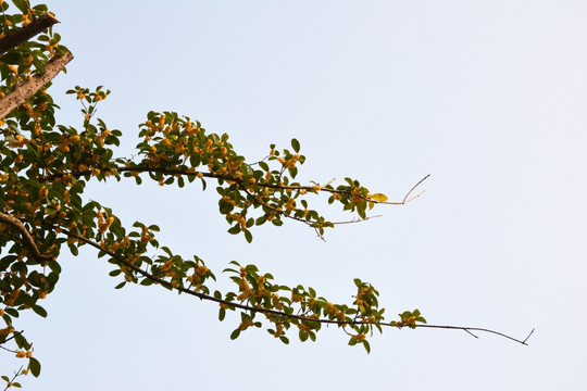 桂花满枝