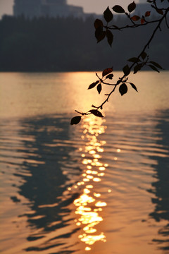 湖泊夕阳树叶剪影